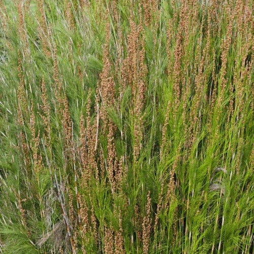 Tassel Cord Rush (Baloskion tetraphyllum)