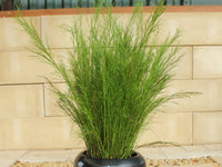 Tassel Cord Rush (Baloskion tetraphyllum)