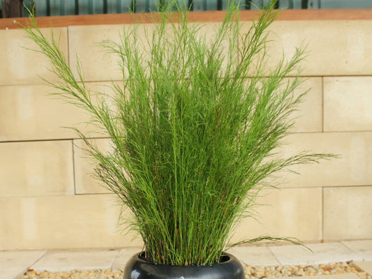 Tassel Cord Rush (Baloskion tetraphyllum)