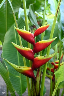Heliconia bihai 'Manoa Sunrise'