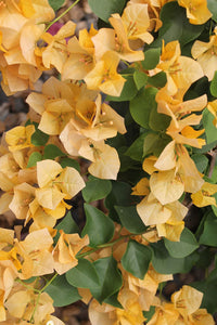 Bambino Bougainvillea Siggi