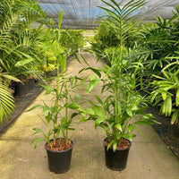 Bamboo Palm (Chamaedorea seifrizii)