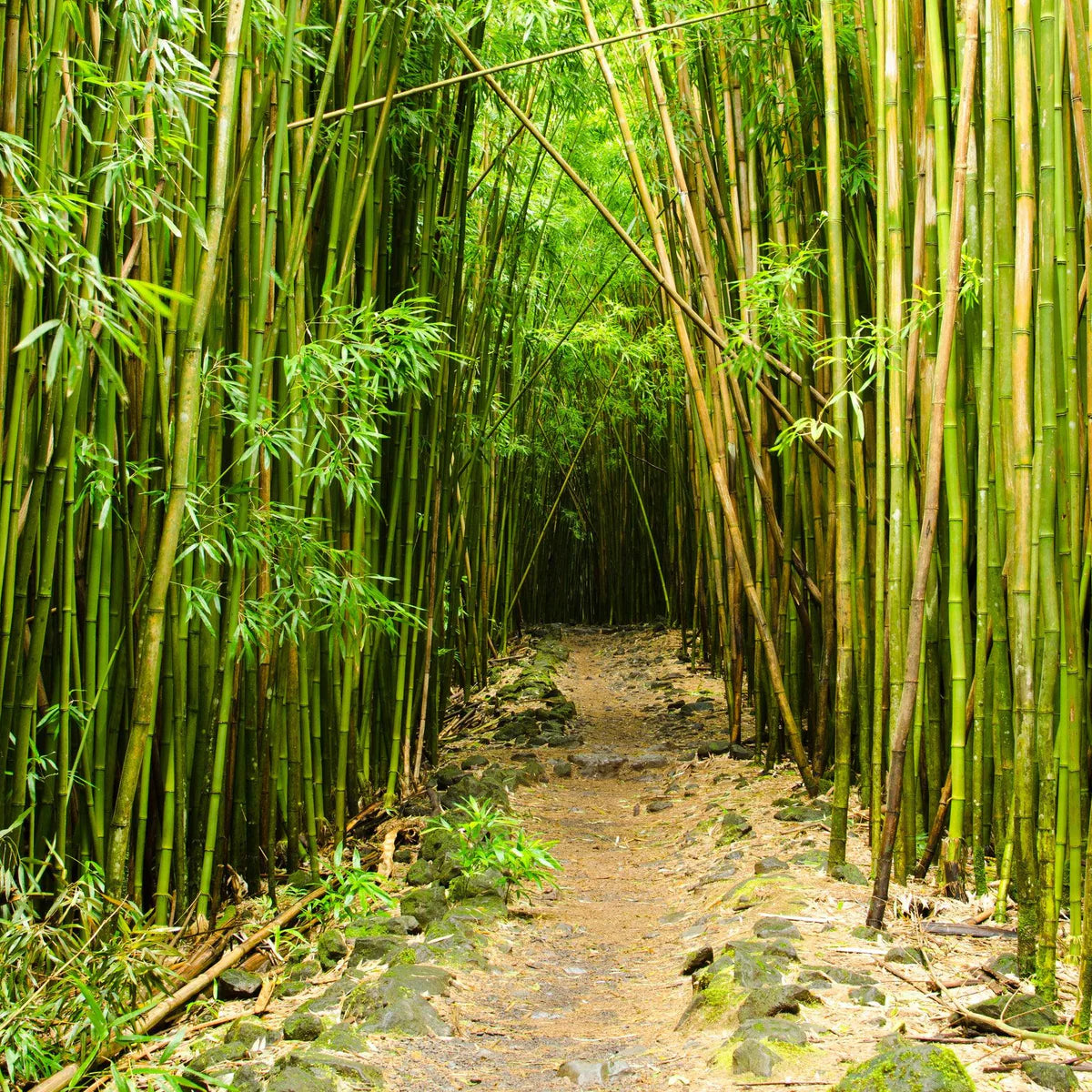 Hedge Bamboo (Bambusa multiplex)