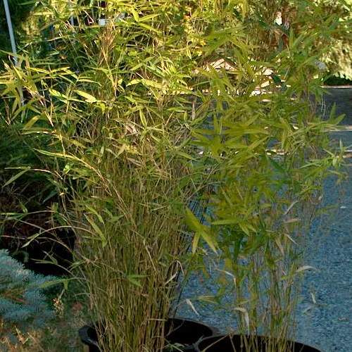 Hedge Bamboo Wang Tsai (Bambusa multiplex) - Ladybird Nursery