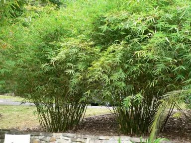 Hedge Bamboo Wang Tsai (Bambusa multiplex) - Ladybird Nursery