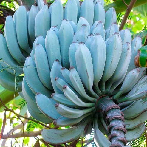 Blue Java Bananda Dwarf Banana 'Blue Java' Fruit Tree – Buy Now! – Ladybird Nursery