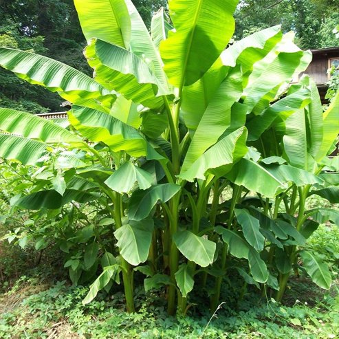Banana Ducasse QLD ONLY - Ladybird Nursery
