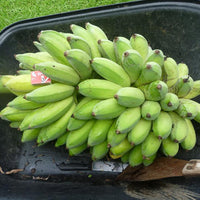 Banana Ducasse QLD ONLY