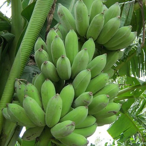 Banana Ducasse QLD ONLY - Ladybird Nursery