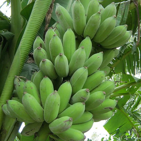 Banana Ducasse QLD ONLY