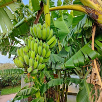 Banana Ducasse QLD ONLY