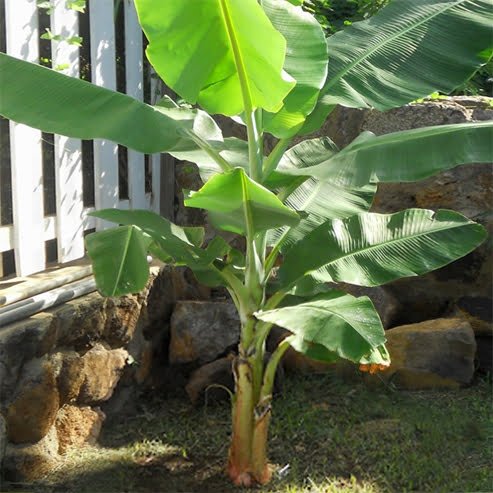 Banana Gold Finger QLD ONLY - Ladybird Nursery