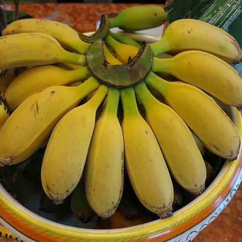 Banana Gold Finger QLD ONLY