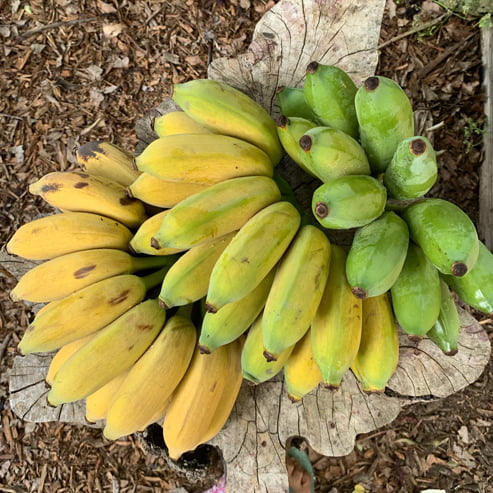 Banana Gold Finger QLD ONLY
