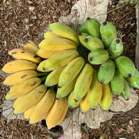 Banana Gold Finger QLD ONLY
