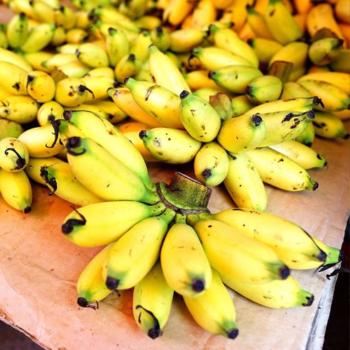 Banana Gold Finger QLD ONLY