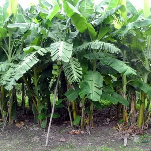 Pacific Plantain (QLD Only)