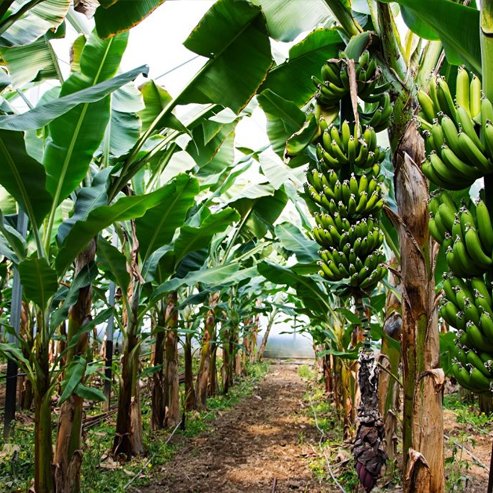 Pacific Plantain (QLD Only)