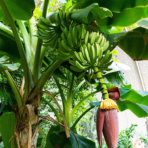 Pacific Plantain (QLD Only)