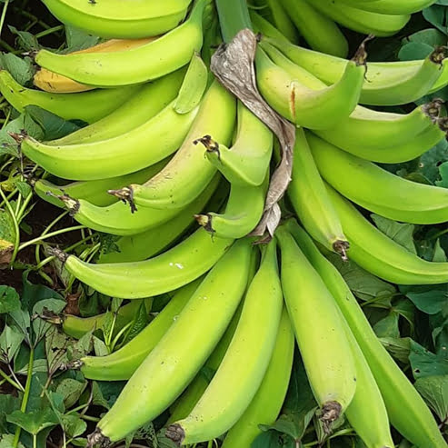 Pacific Plantain (QLD Only)