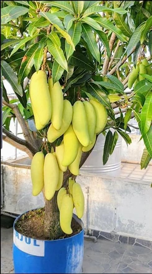 Mango ‘Banana’ (Queensland, Australia Selection)