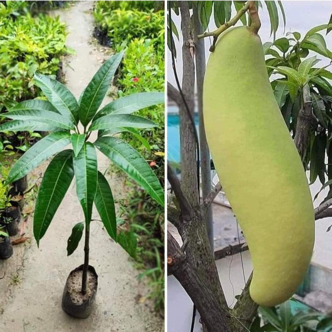 Mango 'Banana' - Ladybird Nursery