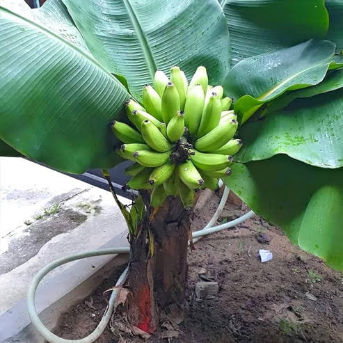 Dwarf Banana Super Dwarf Cavendish QLD ONLY