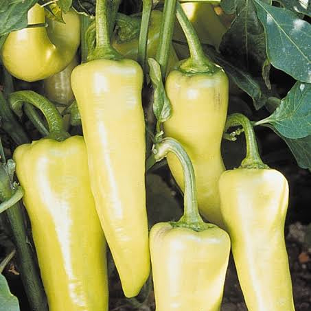 Chilli 'Banana'
