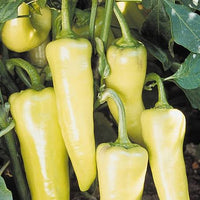 Chilli 'Banana'