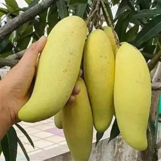 Mango 'Banana Callo' - Ladybird Nursery