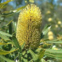 Wallum Banksia (Banksia aemula) - Ladybird Nursery