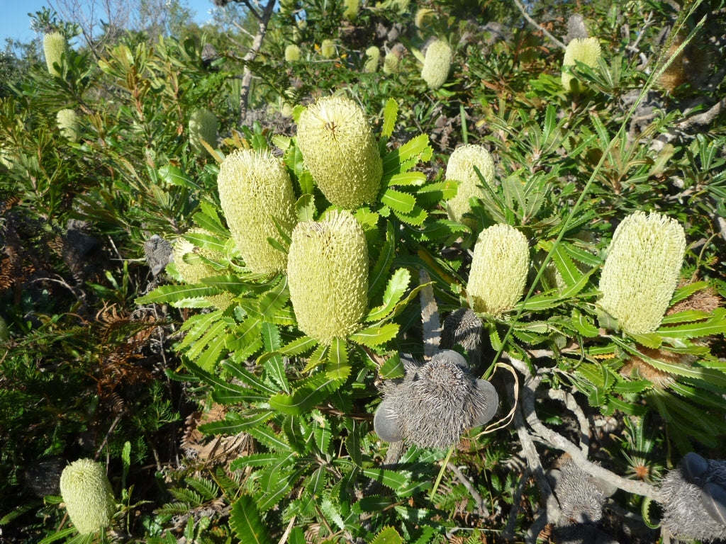 Wallum Banksia (Banksia aemula)
