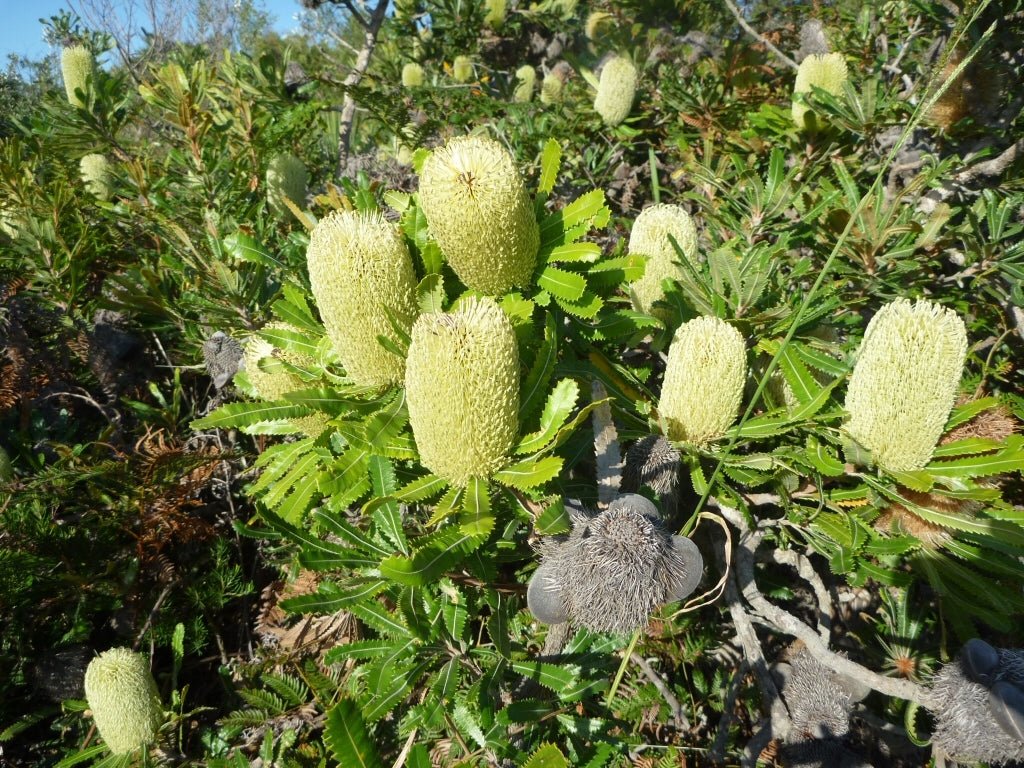 Wallum Banksia (Banksia aemula) - Ladybird Nursery