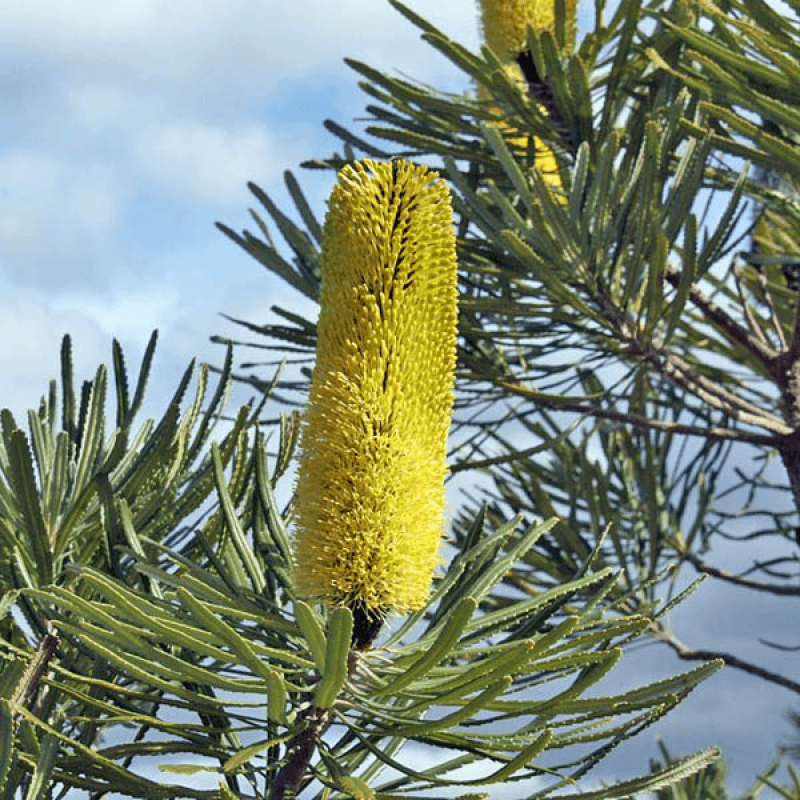 Dwarf Banksia (Banksia attenuata)