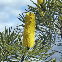 Dwarf Banksia (Banksia attenuata) - Ladybird Nursery