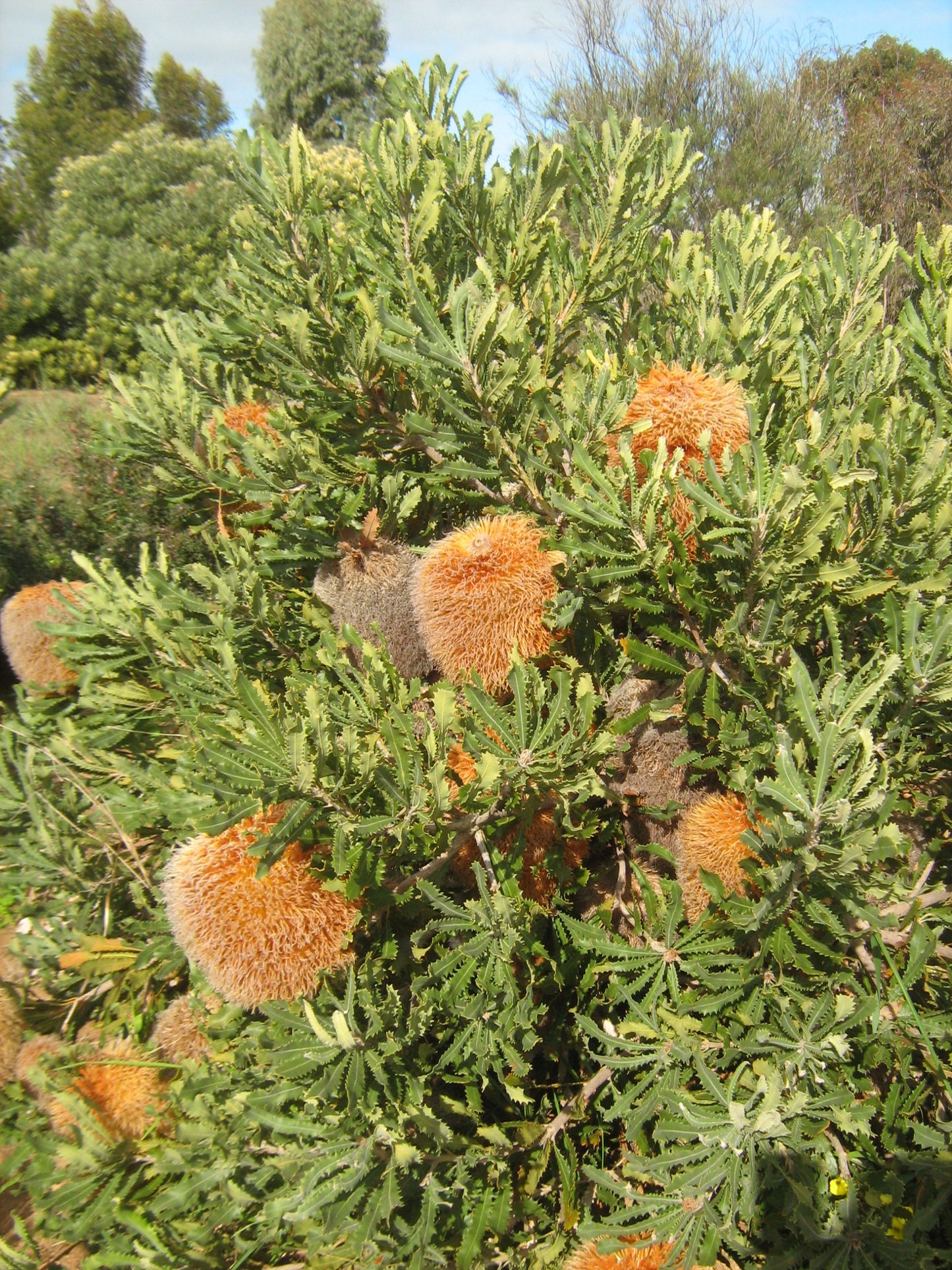 Woolly Banksia (Banksia baueri)