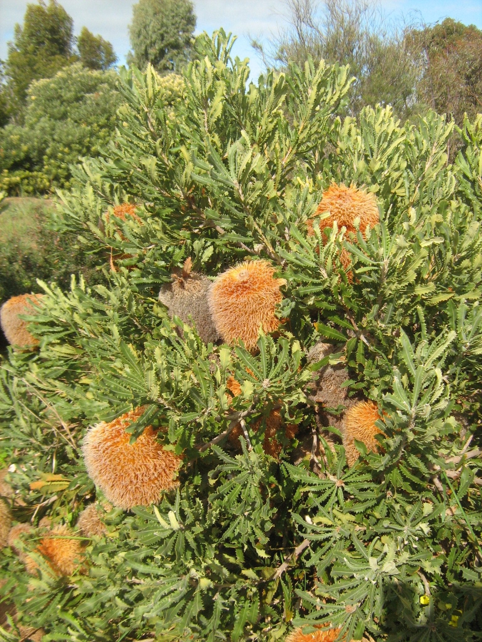 Woolly Banksia (Banksia baueri) - Ladybird Nursery