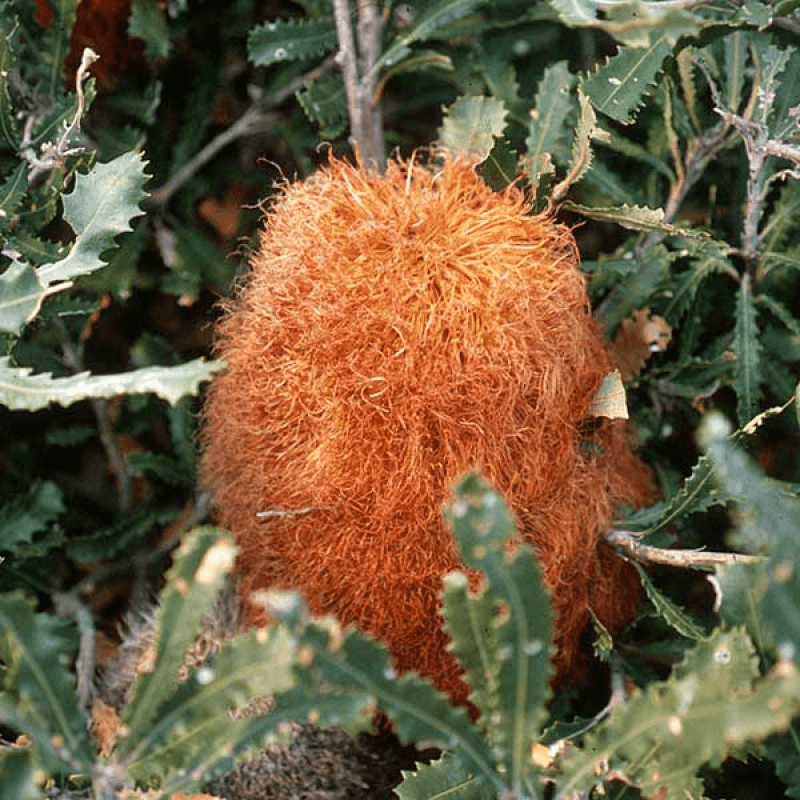Woolly Banksia (Banksia baueri) - Ladybird Nursery