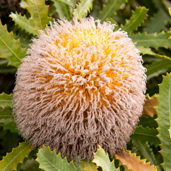 Woolly Banksia (Banksia baueri) - Ladybird Nursery