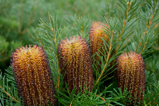 Bush Candles Banksia (Banksia spinulosa)