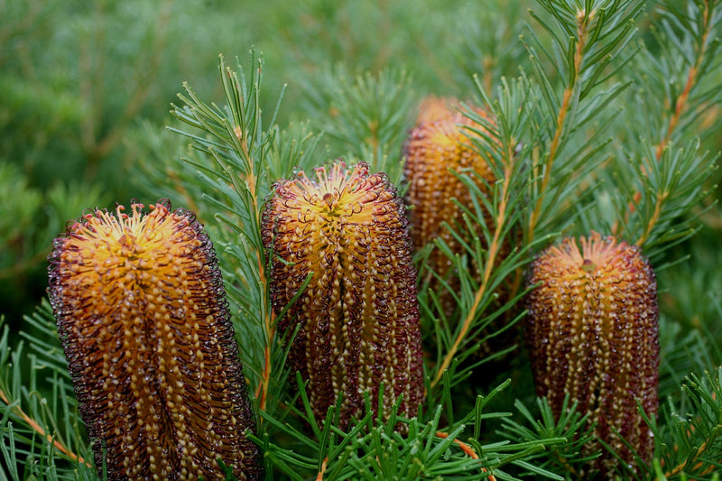 Bush Candles Banksia (Banksia spinulosa)