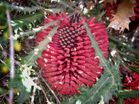 Caley's Banksia (Banksia caleyi)