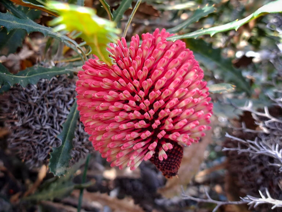 Caley's Banksia (Banksia caleyi) - Ladybird Nursery