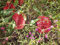 Caley's Banksia (Banksia caleyi) - Ladybird Nursery