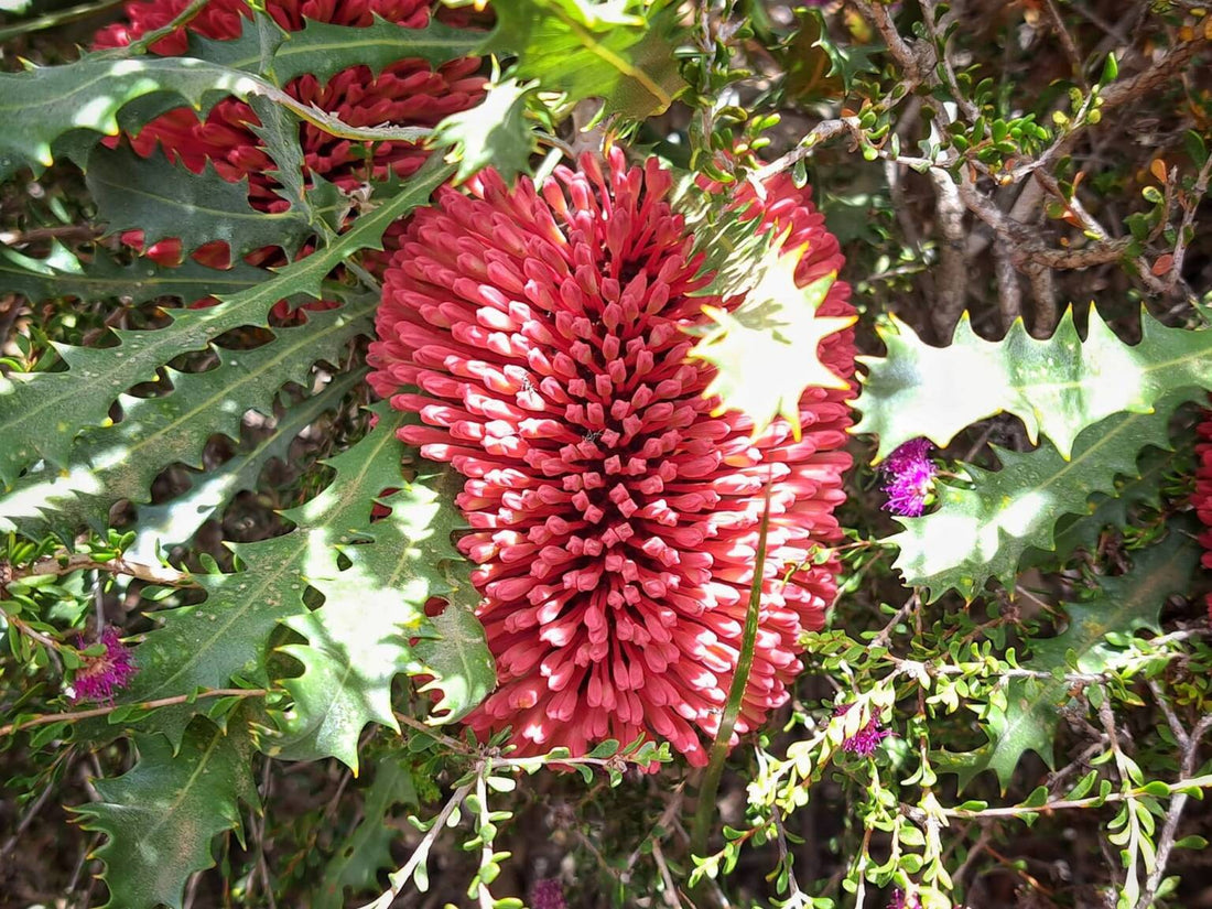 Caley's Banksia (Banksia caleyi) - Ladybird Nursery