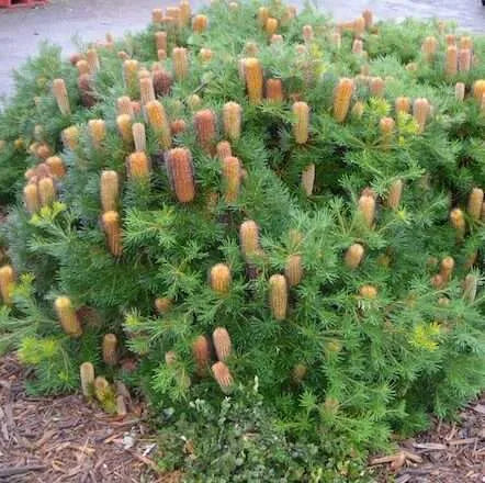 Coastal Cushion Banksia (Banksia spinulosa)
