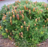 Coastal Cushion Banksia (Banksia spinulosa)