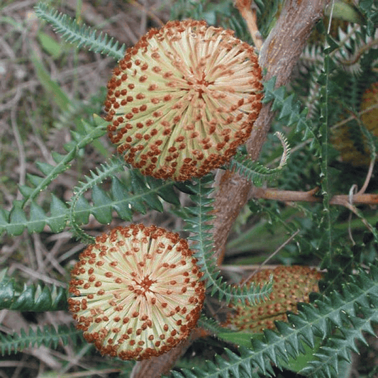Dryandra-leaved Banksia (Banksia dryandroides)