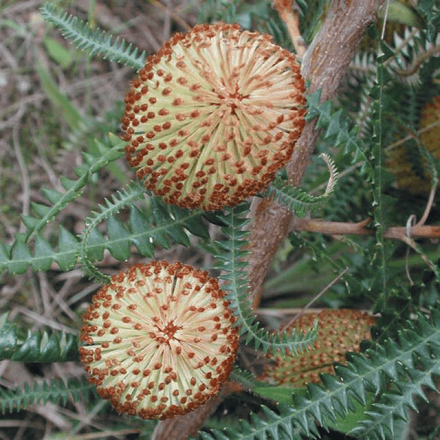 Dryandra-leaved Banksia Plant – Buy Now! – Ladybird Nursery