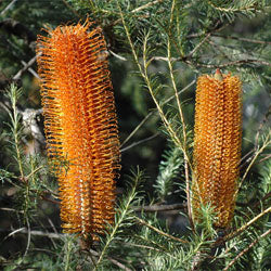 Heath-leaved Banksia (Banksia ericifolia)